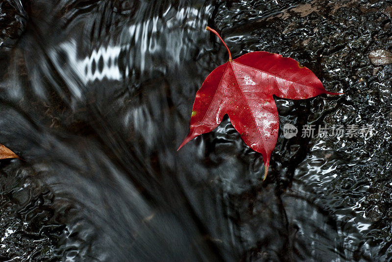 红红的枫叶在流水旁的黑石上