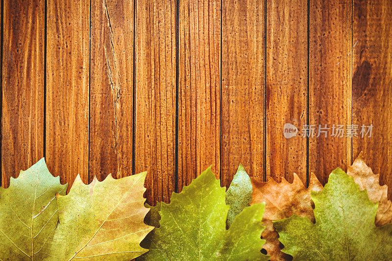 秋天的枫叶在木板上