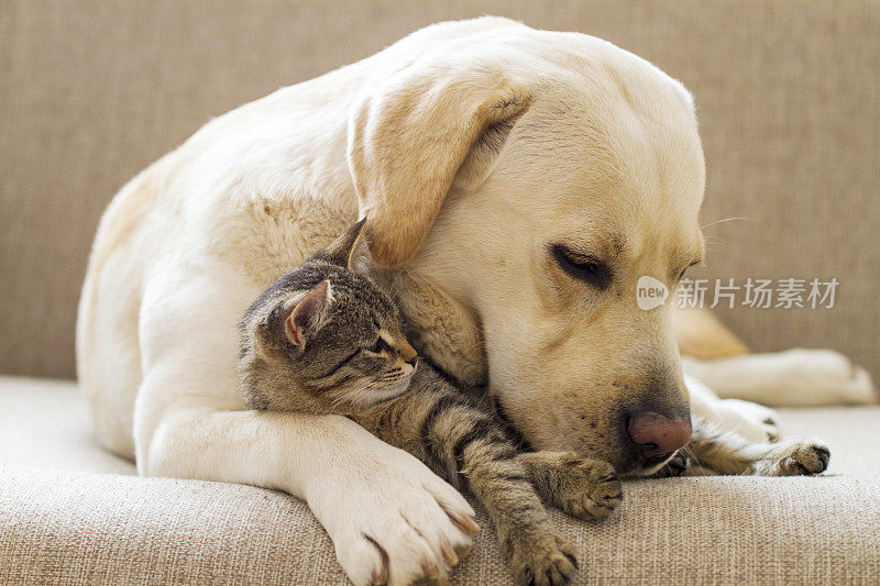 黄色拉布拉多犬和一只虎斑猫在沙发上