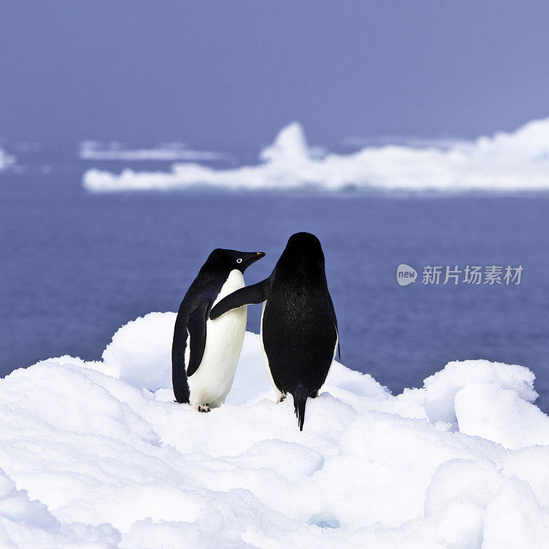 企鹅爱上南极洲