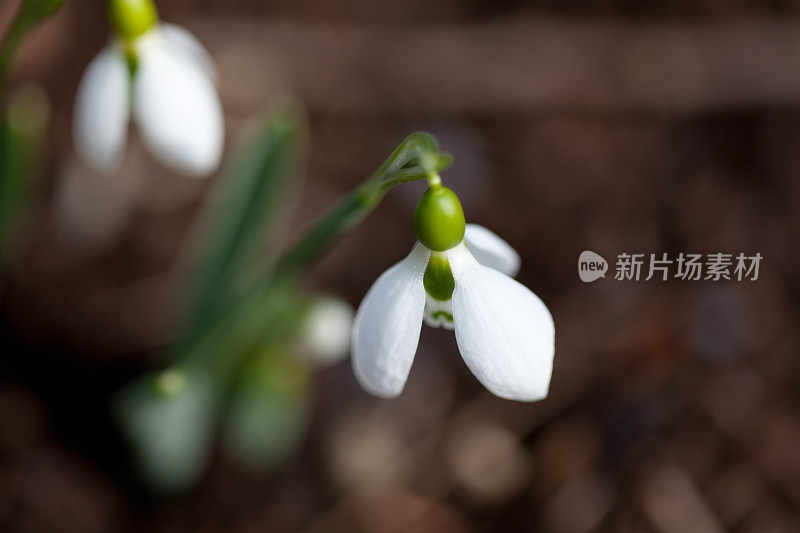 雪花莲花