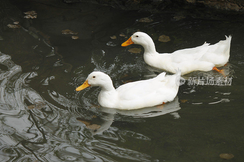 两个白色的鸭子