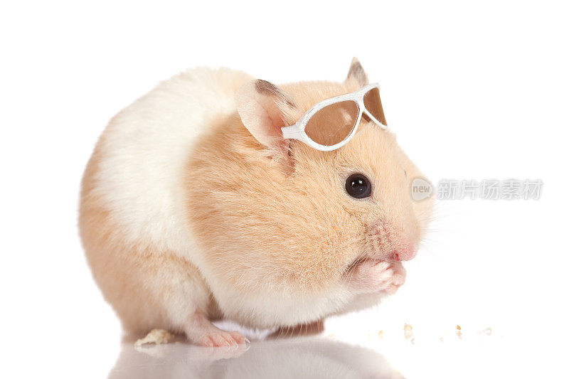 戴着太阳镜吃面包屑的可爱小仓鼠