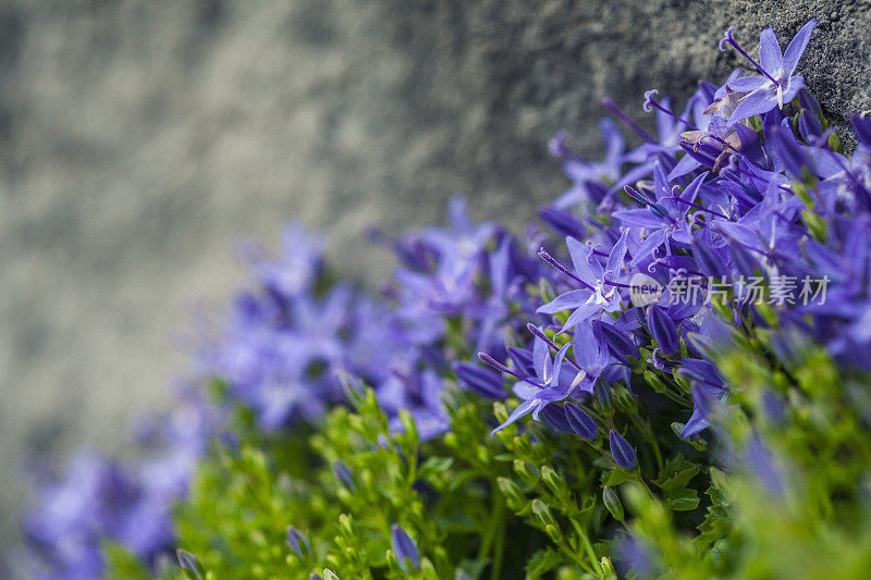 紫色的高山花朵