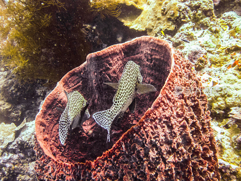 鱼和多彩的珊瑚礁