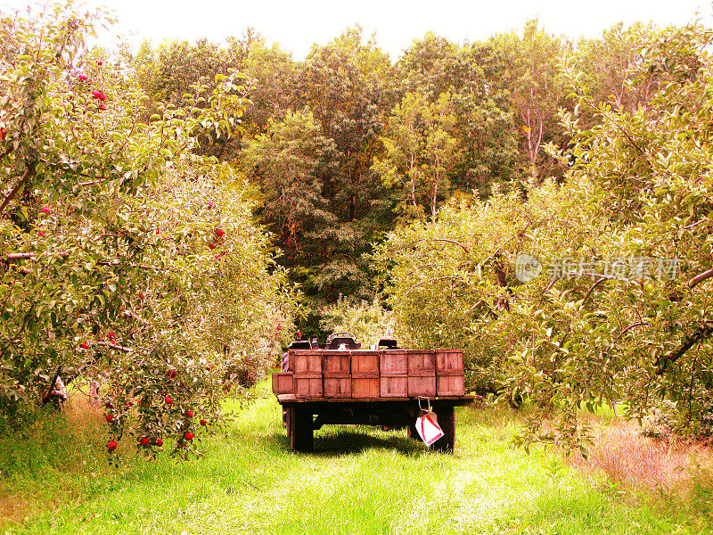 果园里的苹果树，拖拉机和红车