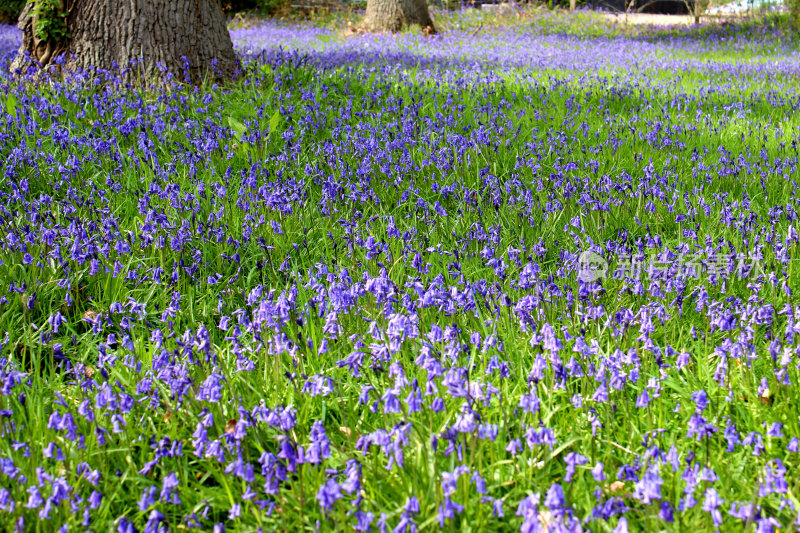 蓝铃草地毯下的树木林地地区