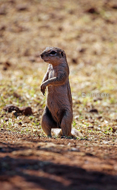 南非:非洲地松鼠
