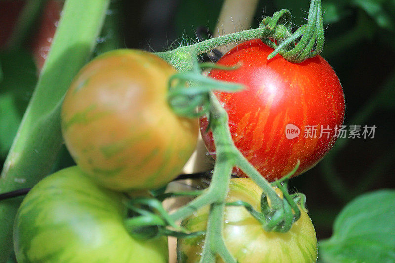 成熟的虎番茄形象生长在藤上，番茄植株