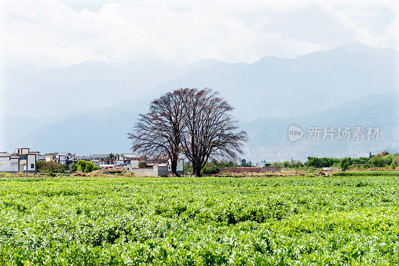 绿色农场的两棵老树