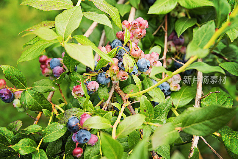 不同成熟阶段的蓝莓。