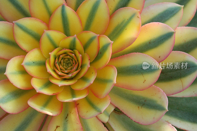 Aeonium‘阳光’