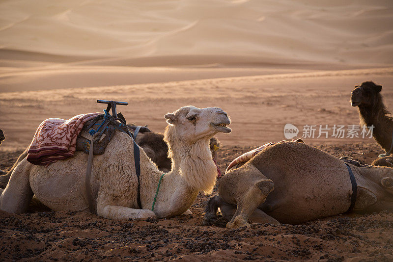 在撒哈拉沙漠徒步旅行的骆驼