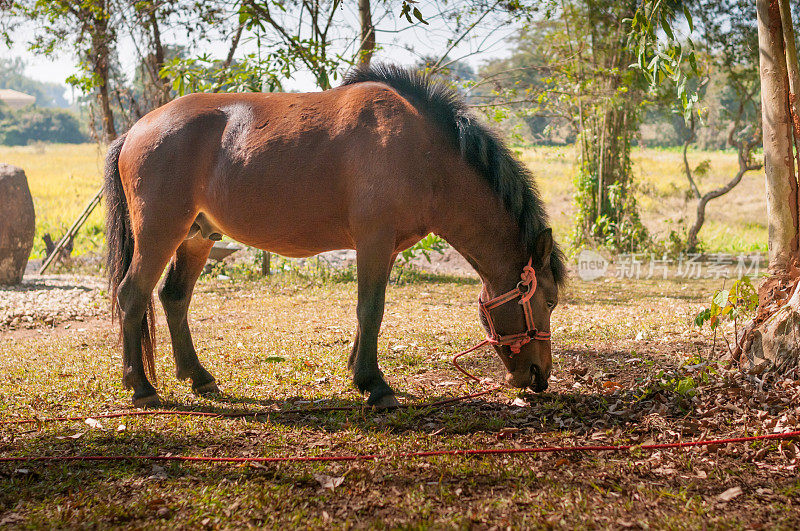 马在田野里吃草。