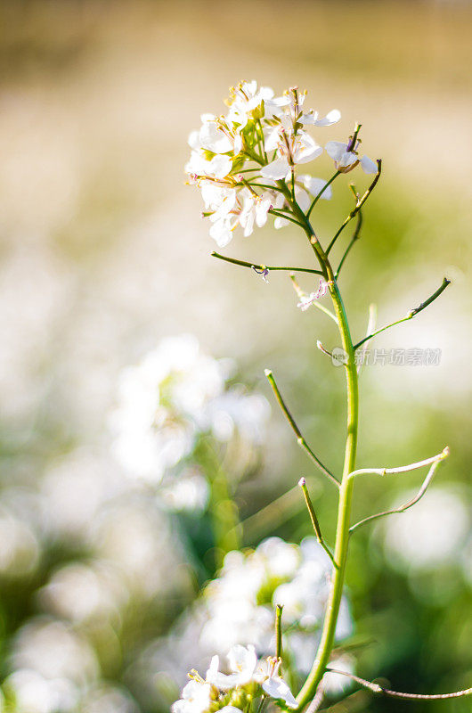 白花春色，散景背景