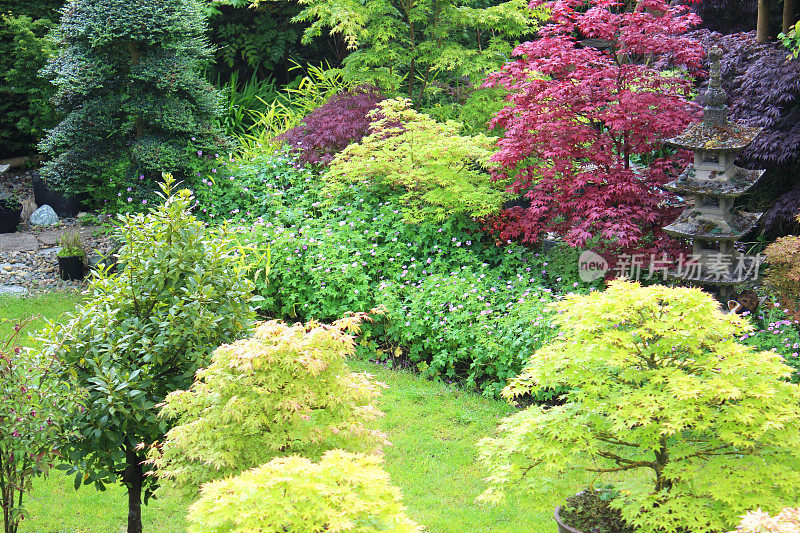 俯视日本花园，有枫树和盆景树