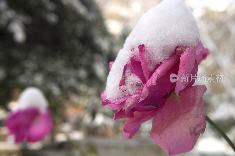 冰雪覆盖的粉红色玫瑰
