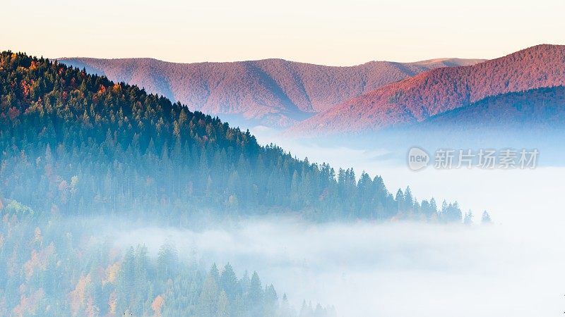 秋色山水带雾于山中。山上有冷杉林。喀尔巴阡山,乌克兰,欧洲