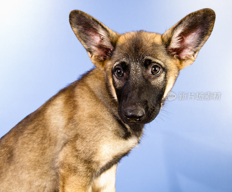 宠物:接近德国牧羊犬小狗与警觉的耳朵