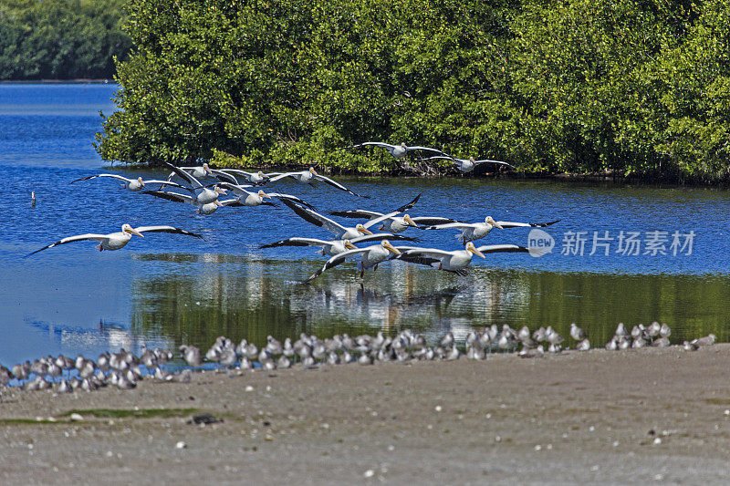 白鹈鹕飞行