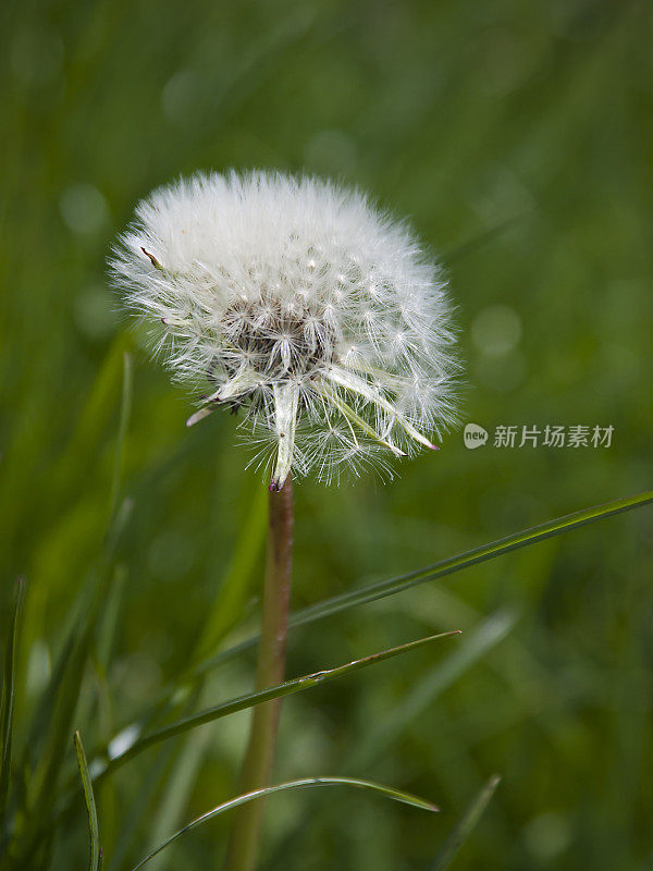 蒲公英花(蒲公英)在绿色草地上有选择的焦点