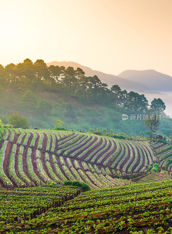 泰国北部山区的清晨日出全景