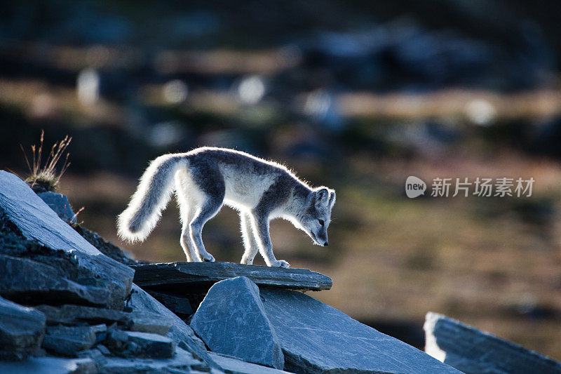 北极狐站在岩石上
