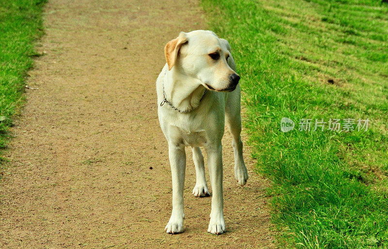 拉布拉多寻回犬