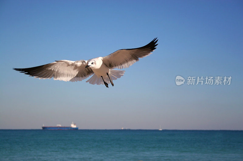 海鸥翱翔