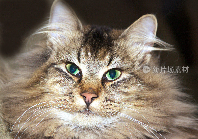 挪威forestcat