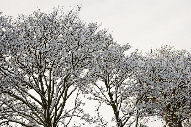 一小群被雪覆盖的树