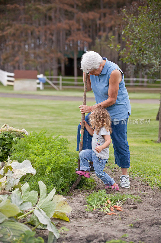女孩和奶奶在花园里挖胡萝卜