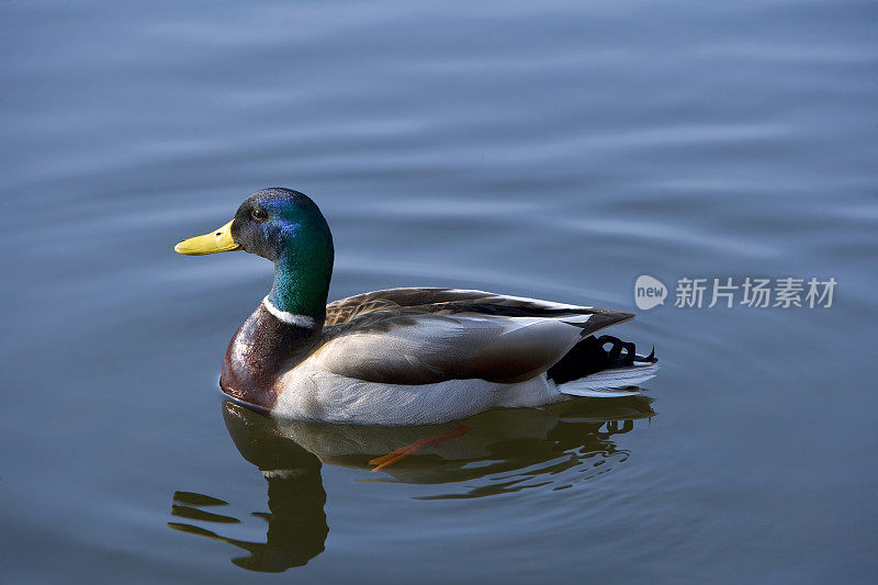 湖上的野鸭