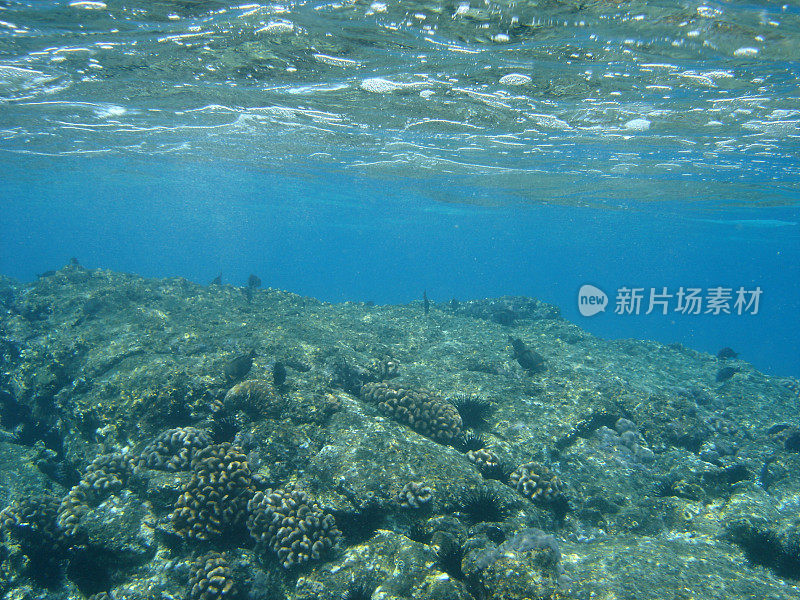 海洋浅礁