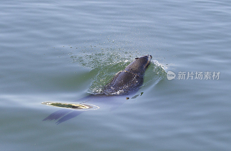 海狗角