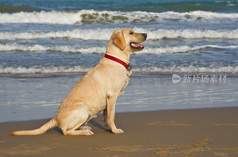 在沙滩上训练拉布拉多狗的服从能力