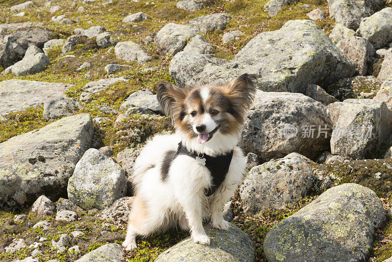 蝶耳犬和巨石在夏季山徒步旅行