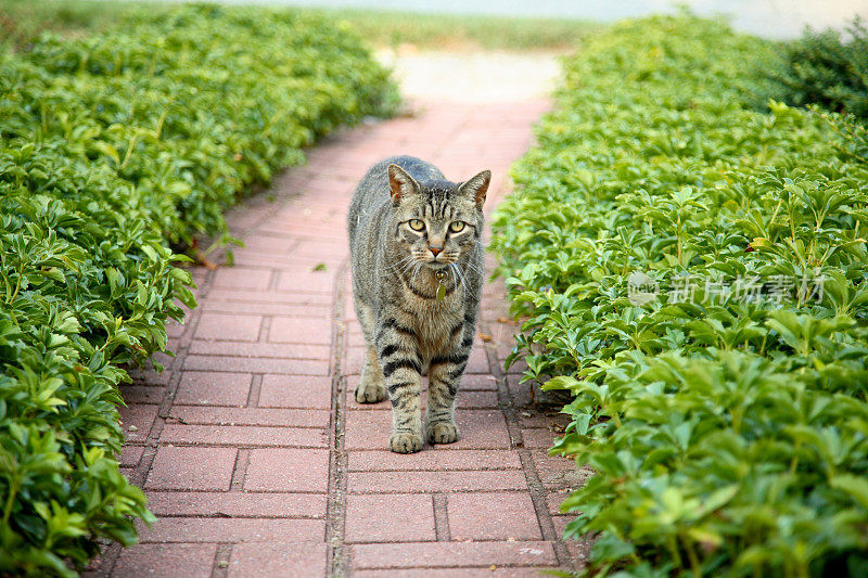 猫在人行道上