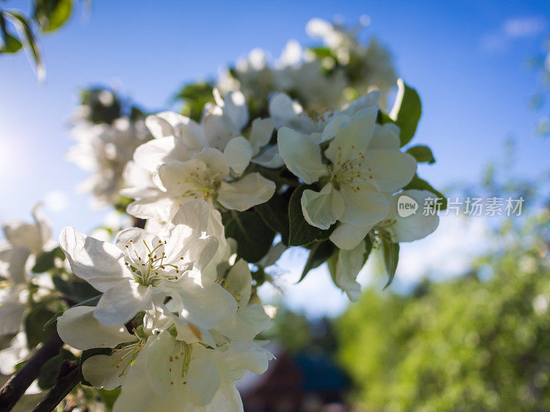 苹果树开花