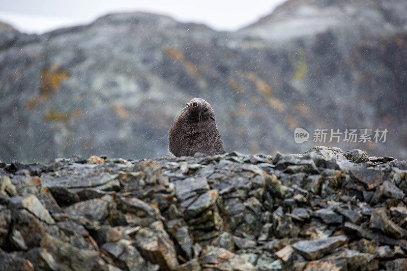 南极洲:毛皮海豹