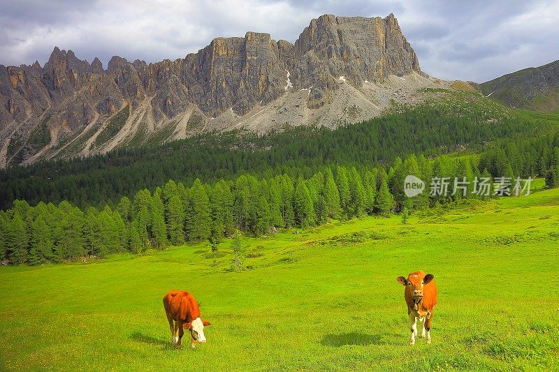 奶牛放牧-家畜在田园诗般的戏剧性的景观:在日出的意大利北部山脉白云石阿尔卑斯，附近的科尔蒂纳d'Ampezzo