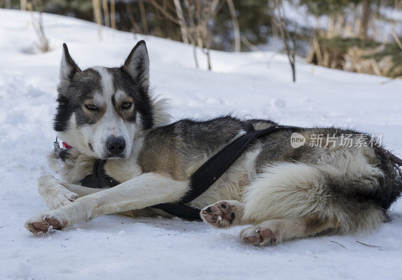 哈士奇雪橇犬