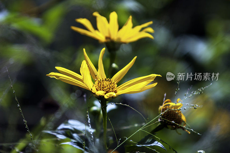 黄色的野花