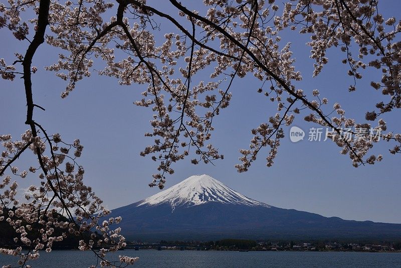 富士山和川口湖的樱花