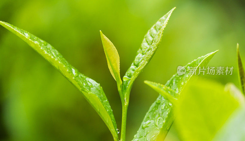 新鲜的茶叶