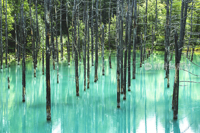 日本北海道，蓝色池塘和枯萎的植物残体