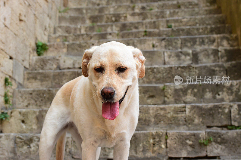 圣吉米尼亚诺的拉布拉多寻回犬