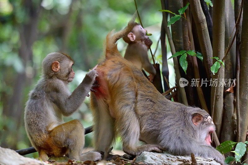 猴子们在互相梳理毛发