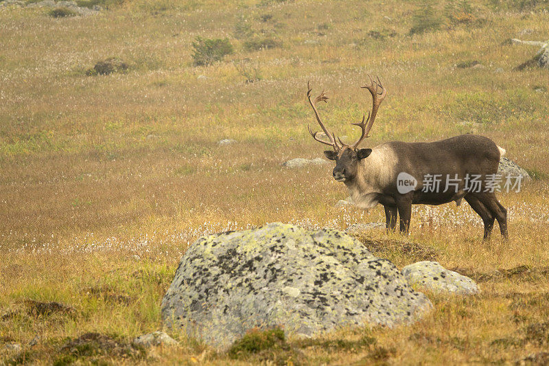 加拿大阿尔伯塔省托昆山谷贾斯帕国家公园受到威胁的山地驯鹿