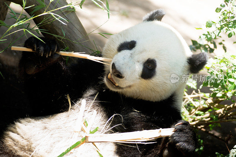 濒危动物野生动物大熊猫吃竹茎